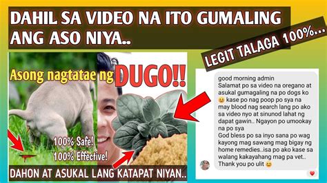 nagpaiyot sa aso|Pagtatae ng aso .
